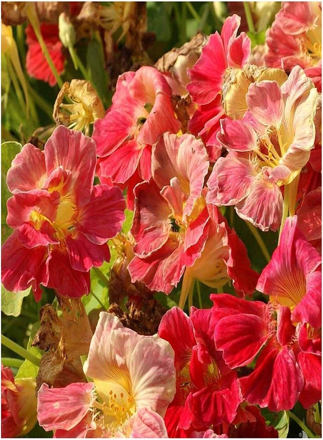 Seed Needs Nasturtium Seeds Cherry Rose Variety | 350+ Seeds Tropaeolum Minus Annual Flower Seed | Edible Flowers Red Cherry Color Prolific Blooms | Nasturtiums Flowering Seed Garden Favorite | Bulk - Image 2
