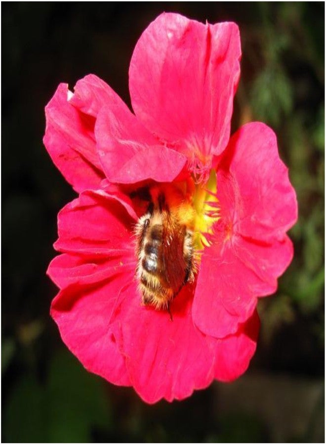 Seed Needs Nasturtium Seeds Cherry Rose Variety | 350+ Seeds Tropaeolum Minus Annual Flower Seed | Edible Flowers Red Cherry Color Prolific Blooms | Nasturtiums Flowering Seed Garden Favorite | Bulk - Image 1
