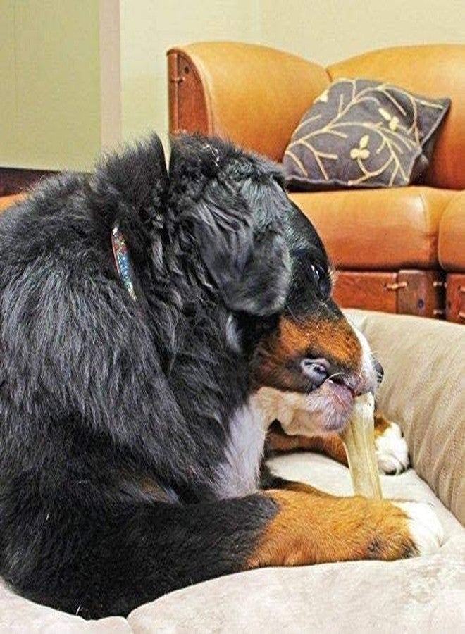 Pups&Pets عظام مضغ للكلاب من جلد البقر الخام من Pups&Pets، 3 بوصات، عبوة من 30 عظمة. - Image 5