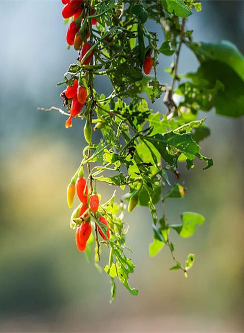 جي جوت 5 قطع من بذور شجرة الليسيوم بارباروم المعمرة تنتج شجرة الذئب الأحمر الصغيرة الرائعة التي تعمل بشكل بسيط وتدوم لفترة طويلة ومناسبة للمبتدئين - Image 1