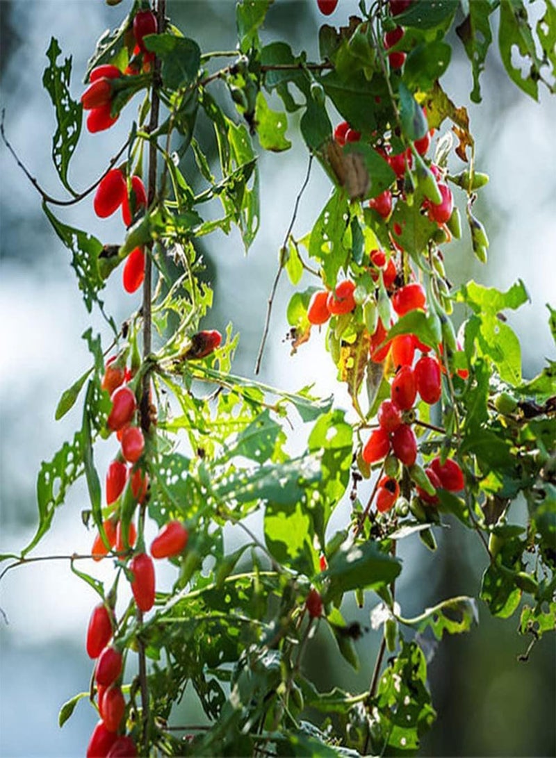 جي جوت 5 قطع من بذور شجرة الليسيوم بارباروم المعمرة تنتج شجرة الذئب الأحمر الصغيرة الرائعة التي تعمل بشكل بسيط وتدوم لفترة طويلة ومناسبة للمبتدئين - Image 2