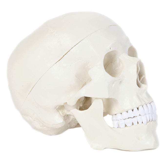 HUMAN SKULL ANATOMICAL MODEL HUMAN ANATOMY HEAD SKELETON MODEL 45X35X35 IN INCLUDES FULL SET OF TEETH REMOVABLE SKULL CAP AND ARTICULATED MANDIBLE