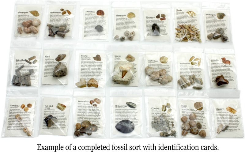 DANCING BEAR Fossil Collection Sorting Activity Kit with Over 100 Pcs (More Than 20 Different Fossil Varieties!), Educational ID Sheet, Color ID Cards, Bags, Magnifying Glass, and Shark Teeth - Image 4