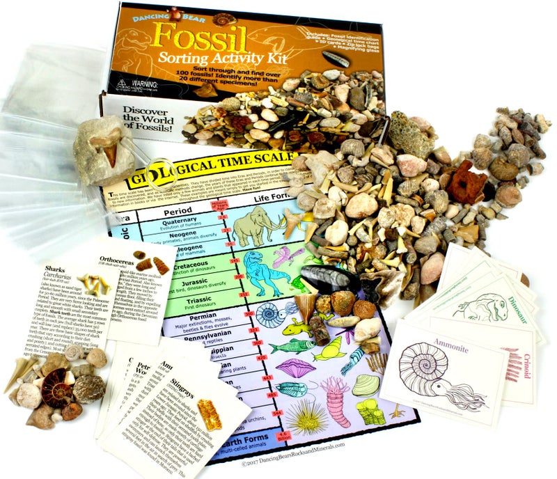 DANCING BEAR Fossil Collection Sorting Activity Kit with Over 100 Pcs (More Than 20 Different Fossil Varieties!), Educational ID Sheet, Color ID Cards, Bags, Magnifying Glass, and Shark Teeth - Image 1