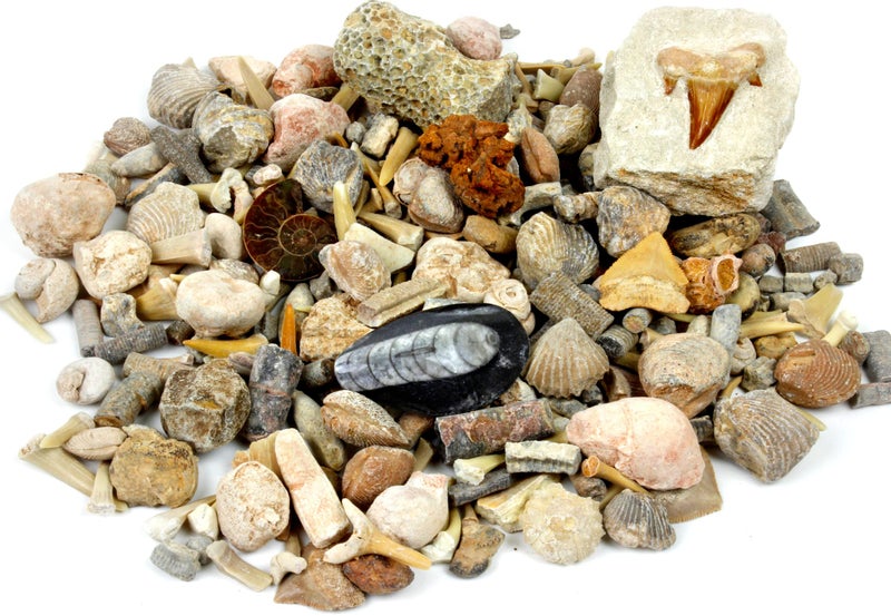 DANCING BEAR Fossil Collection Sorting Activity Kit with Over 100 Pcs (More Than 20 Different Fossil Varieties!), Educational ID Sheet, Color ID Cards, Bags, Magnifying Glass, and Shark Teeth - Image 2