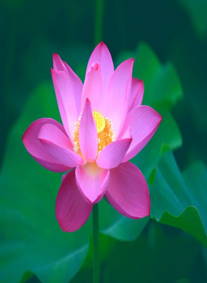 Ficoszo 30PCS Bowl Lotus Seeds Bonsai Lotus Seeds for Planting Water Lily Flower Aquatic Plants Seed Pond Plants Non GMO Home Garden Plant Seed Flowering Aquatic Bonsai Plant (Nelumbo) - Image 4