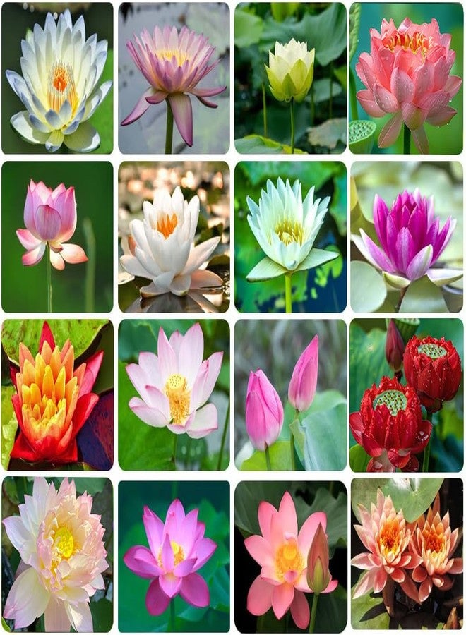 Ficoszo 30PCS Bowl Lotus Seeds Bonsai Lotus Seeds for Planting Water Lily Flower Aquatic Plants Seed Pond Plants Non GMO Home Garden Plant Seed Flowering Aquatic Bonsai Plant (Nelumbo) - Image 1