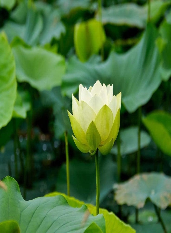 Ficoszo 30PCS Bowl Lotus Seeds Bonsai Lotus Seeds for Planting Water Lily Flower Aquatic Plants Seed Pond Plants Non GMO Home Garden Plant Seed Flowering Aquatic Bonsai Plant (Nelumbo) - Image 3