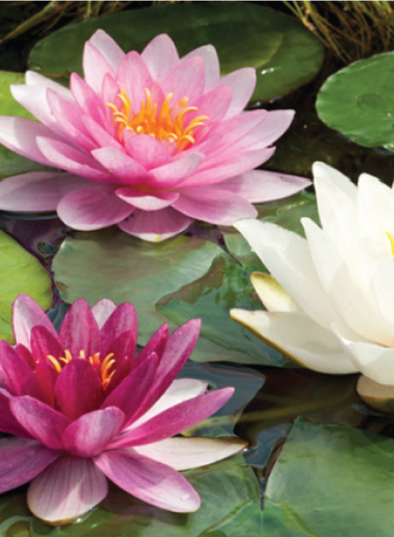 Water Lilies Seeds for Planting - Water Lilies Seeds - Image 2