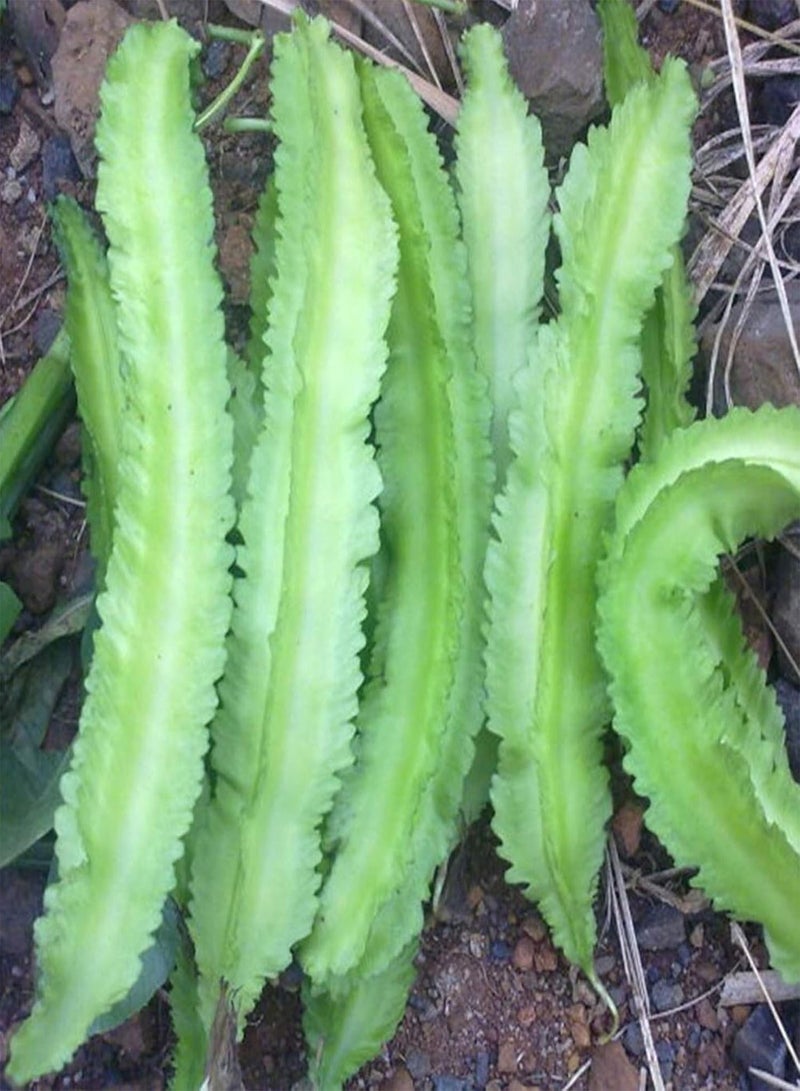 GGOOT Seed for Planting,20Pcs/Bag Winged Bean Seeds Cold Intolerant Tenacious Natural Winged Bean Vegetables Seeds for Garden Winged Bean Seeds for Garden-Winged Bean Seeds - Image 1