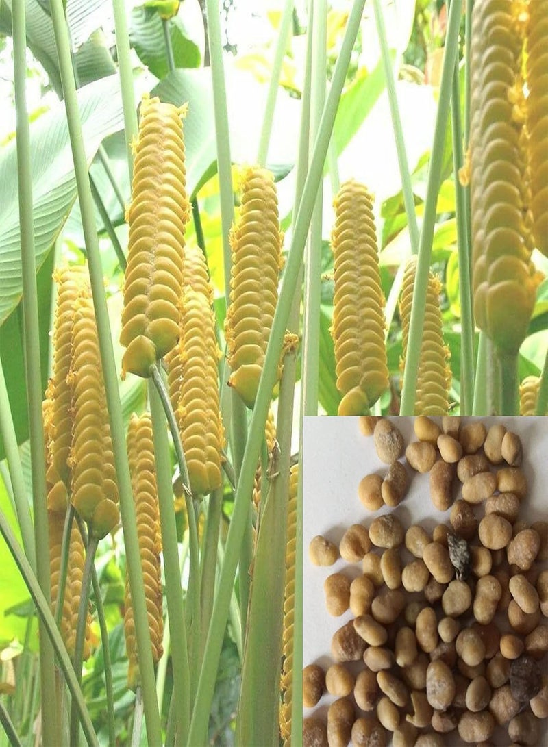 جي جوت 20 قطعة/كيس من بذور كالاتيا كروتاليفيرا، شتلات كالاتيا كروتاليفيرا طبيعية للحديقة، غير معدلة وراثيًا، مليئة بالحيوية - Image 1