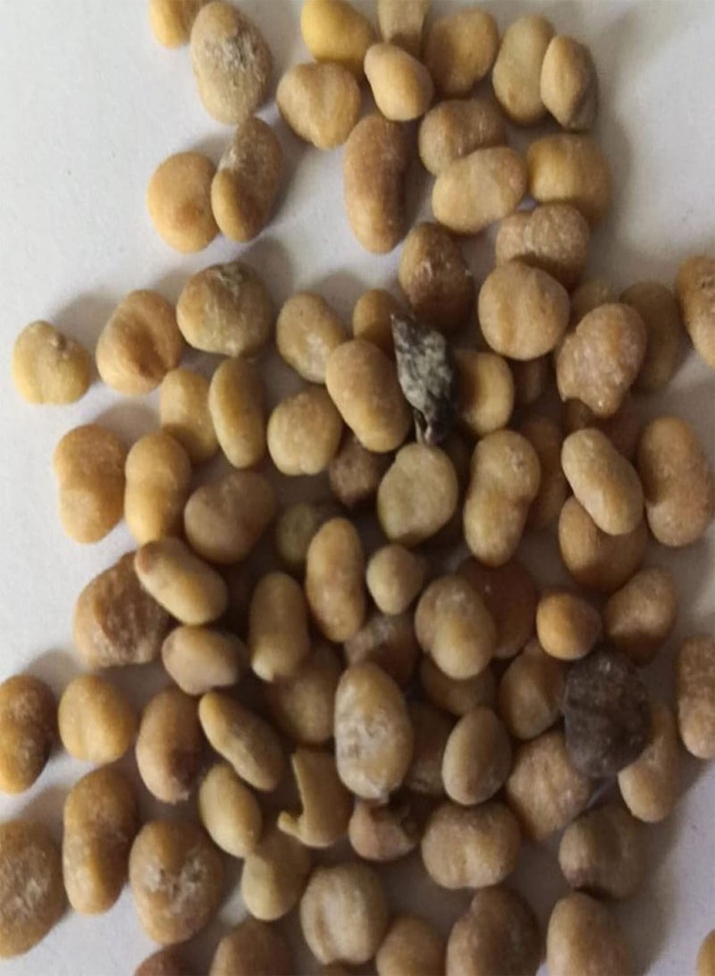 جي جوت 20 قطعة/كيس من بذور كالاتيا كروتاليفيرا، شتلات كالاتيا كروتاليفيرا طبيعية للحديقة، غير معدلة وراثيًا، مليئة بالحيوية - Image 5