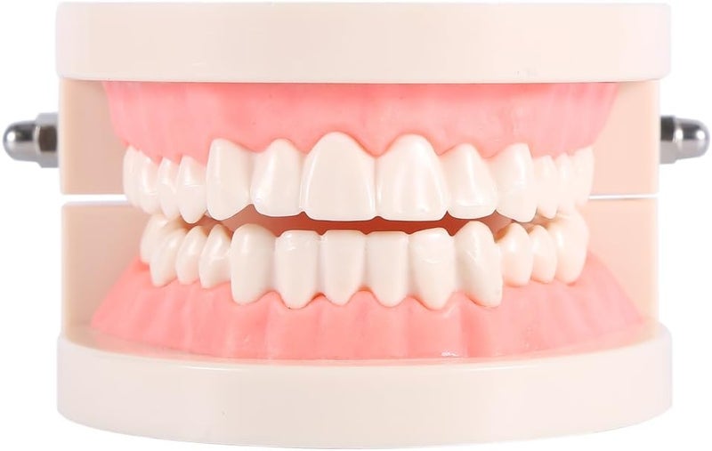 كلاراكو نموذج أسنان كلاركو، نموذج تعليمي لتشريح الأسنان، نموذج تعليمي قياسي للأسنان، نموذج أسنان توضيحي، عبوة من قطعتين - Image 3