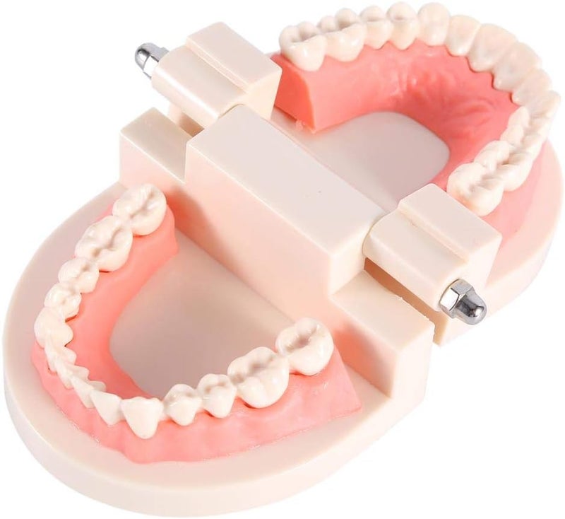 كلاراكو نموذج أسنان كلاركو، نموذج تعليمي لتشريح الأسنان، نموذج تعليمي قياسي للأسنان، نموذج أسنان توضيحي، عبوة من قطعتين - Image 4