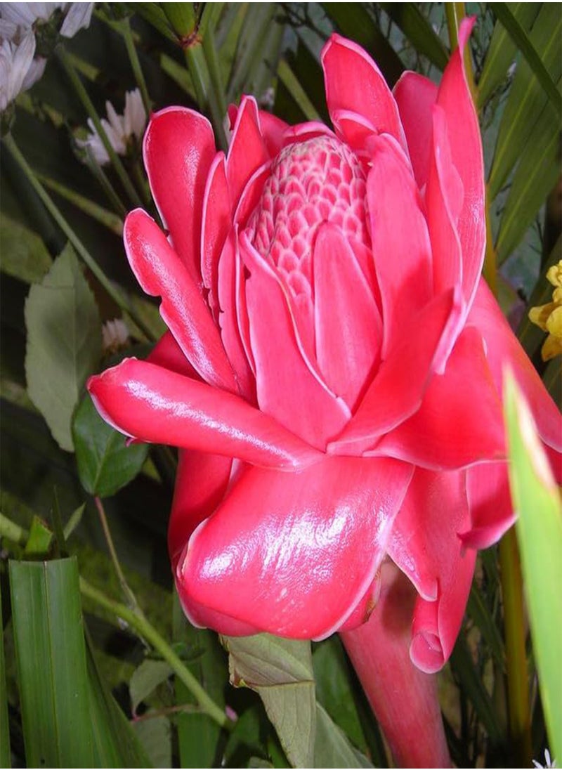 GGOOT Pink Torch Ginger Seeds - 10 Fresh  Seeds for Outdoor Garden Plant or Indoor Houseplant  - Image 2
