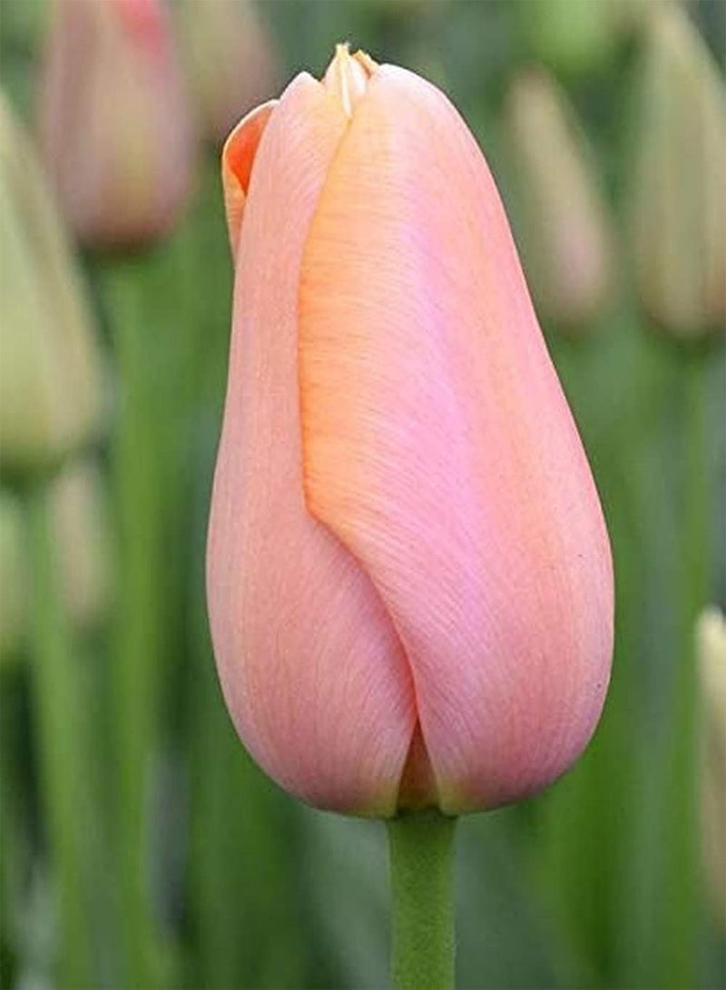 GGOOT 10Stück rosa Tulpen Erbstück Blumenzwiebeln exotische Blumen Landschaft erhellen Gartenhaus Hohe Keimrate atemberaubende Dekoration - Image 1
