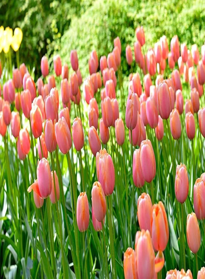 GGOOT 10Stück rosa Tulpen Erbstück Blumenzwiebeln exotische Blumen Landschaft erhellen Gartenhaus Hohe Keimrate atemberaubende Dekoration - Image 2