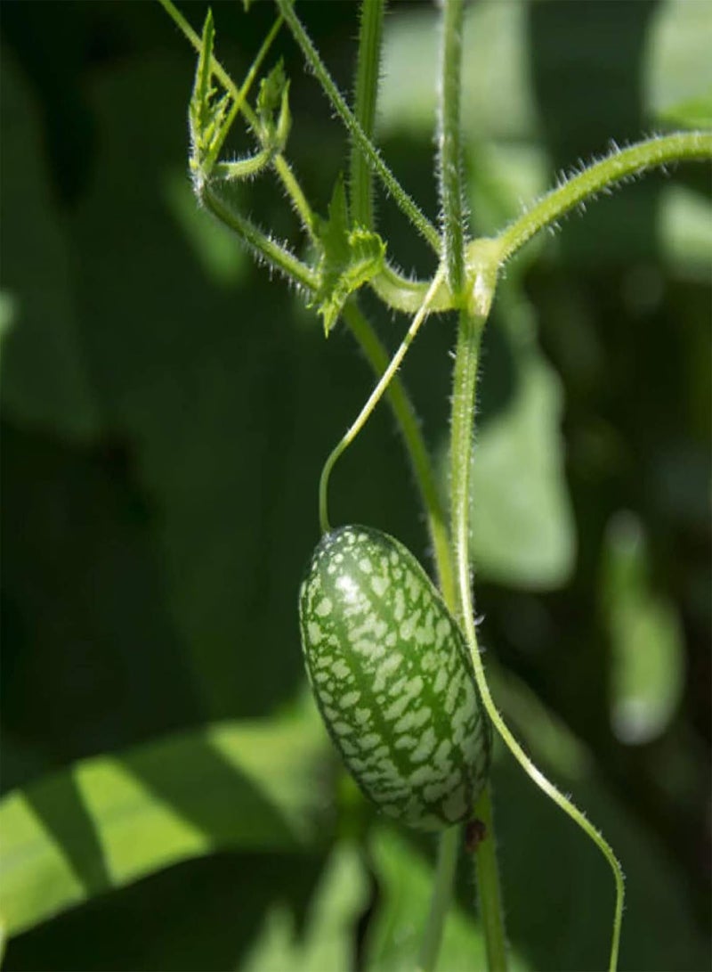 GGOOT 100Pcs Cucamelon/Mexican Sour Gherkin Seeds Minin Watermelon Fruit Seeds for Garden Yard Outdoor Planting Cucamelon Seeds - Image 3