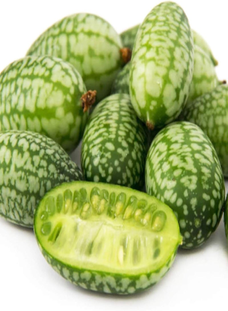 GGOOT 100Pcs Cucamelon/Mexican Sour Gherkin Seeds Minin Watermelon Fruit Seeds for Garden Yard Outdoor Planting Cucamelon Seeds - Image 5