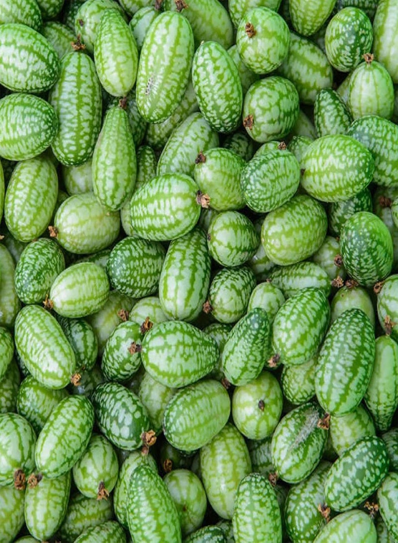 GGOOT 100Pcs Cucamelon/Mexican Sour Gherkin Seeds Minin Watermelon Fruit Seeds for Garden Yard Outdoor Planting Cucamelon Seeds - Image 1