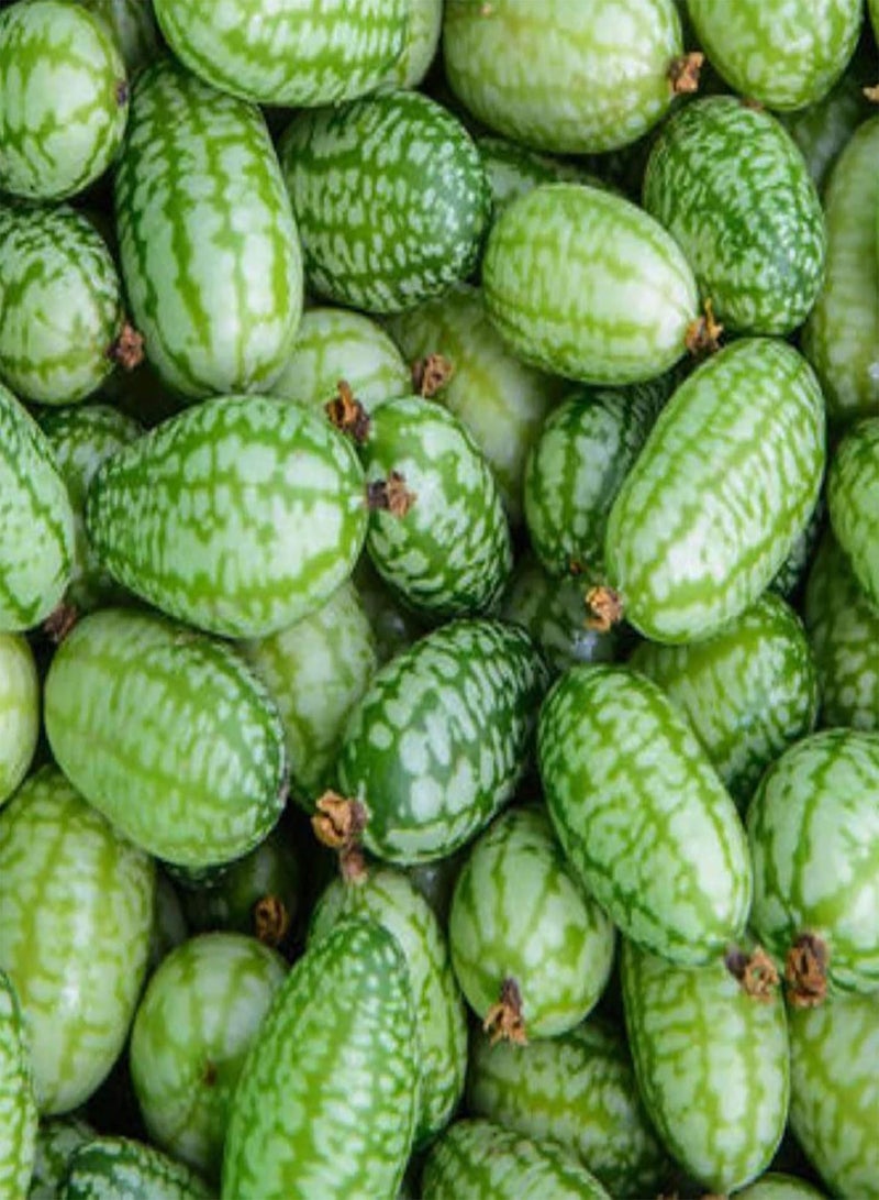 GGOOT 100Pcs Cucamelon/Mexican Sour Gherkin Seeds Minin Watermelon Fruit Seeds for Garden Yard Outdoor Planting Cucamelon Seeds - Image 4