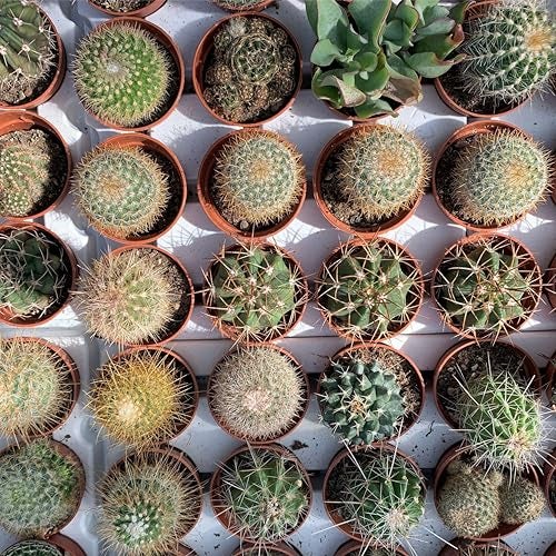 Seed Needs, Mixed Cacti/Cactus Seeds - 130 Seeds for Planting - Great Plants for Indoor Office Spaces, Easy to Grow (1 Pack) - Image 4