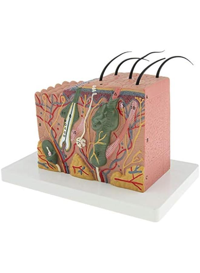 35X Magnification Anatomical Skin Model Anatomy Science Study Teaching Aids Medical Display Model - Image 1