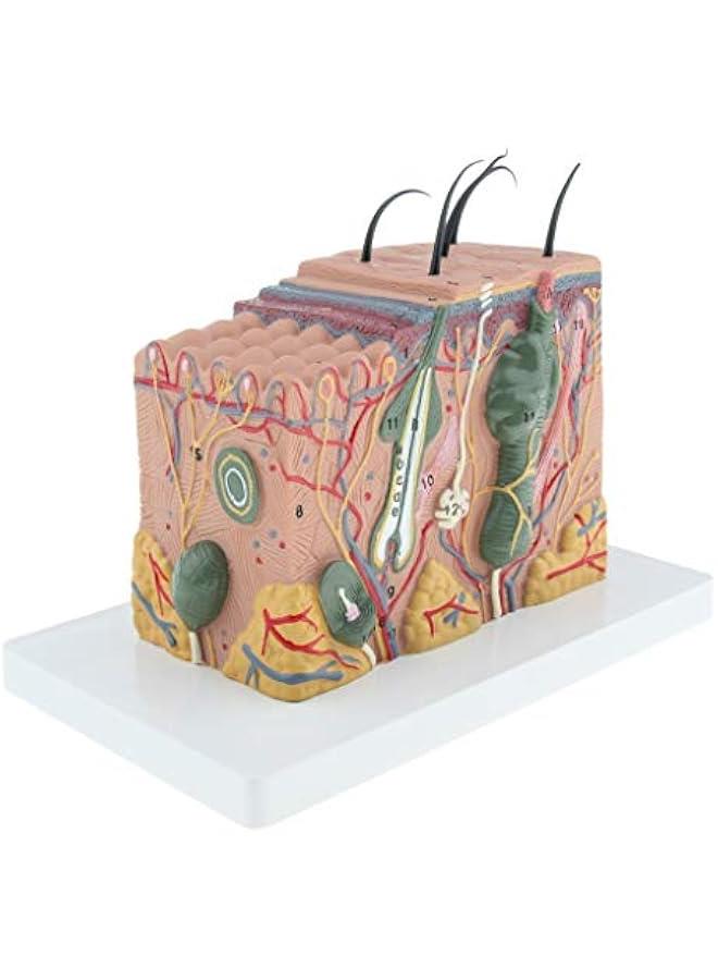 35X Magnification Anatomical Skin Model Anatomy Science Study Teaching Aids Medical Display Model - Image 2