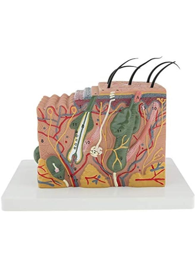 35X Magnification Anatomical Skin Model Anatomy Science Study Teaching Aids Medical Display Model - Image 3