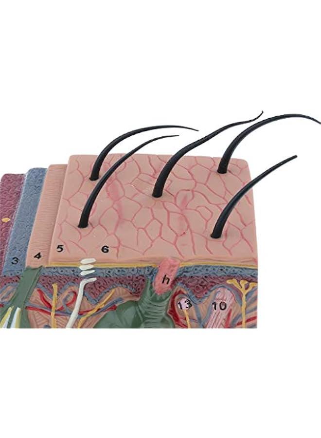 35X Magnification Anatomical Skin Model Anatomy Science Study Teaching Aids Medical Display Model - Image 4