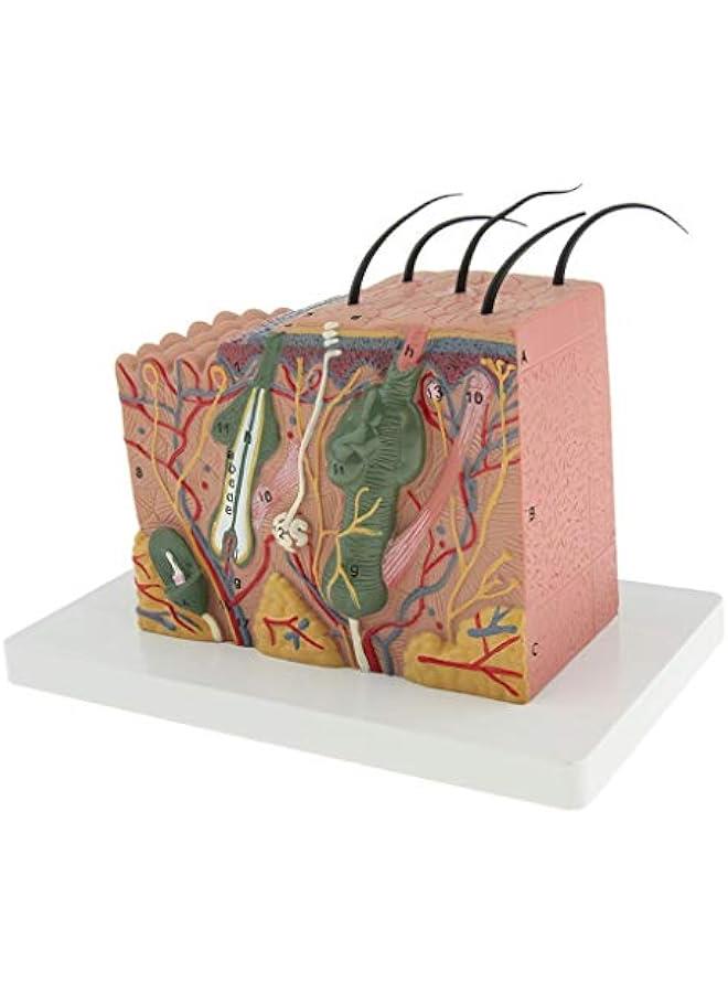 35X Magnification Anatomical Skin Model Anatomy Science Study Teaching Aids Medical Display Model - Image 5
