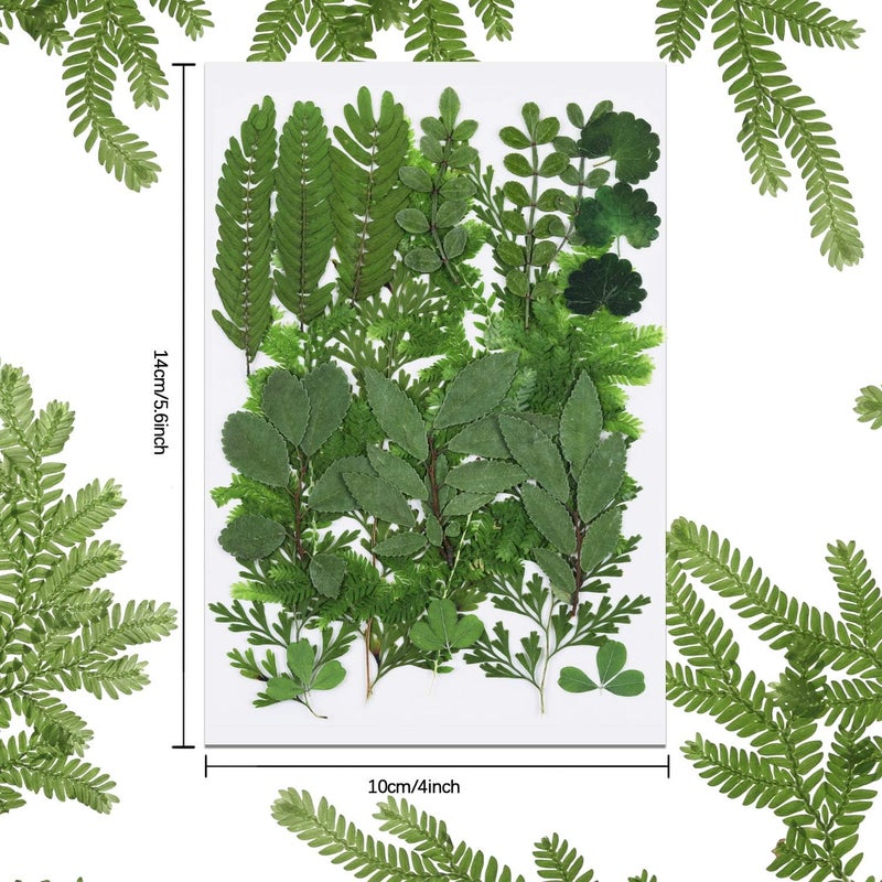 BBTO 42 Pieces Dried Pressed Leaves for Resin Real Assorted Dried Greenery for Pressed Leaf Art Craft DIY Embellishment Decorations, 7 Styles - Image 3