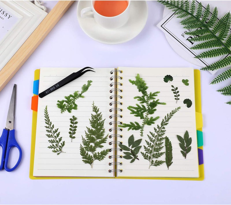 BBTO 42 Pieces Dried Pressed Leaves for Resin Real Assorted Dried Greenery for Pressed Leaf Art Craft DIY Embellishment Decorations, 7 Styles - Image 4