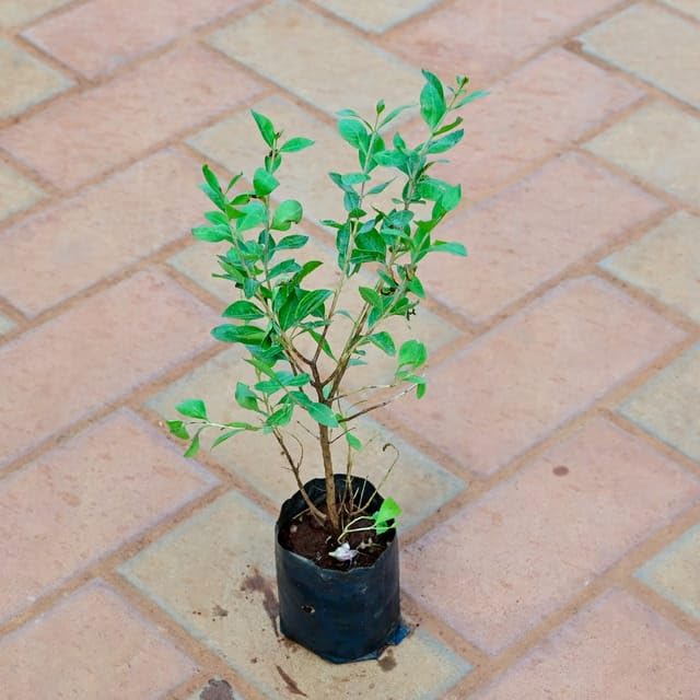 Mphmi MehndiHenna in 4 Inch Plant Natural Miniature Live home Garden Nursery Bag 
