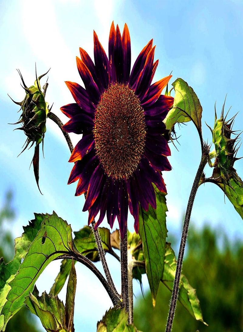 جي جوت أكثر من 20 بذرة عباد الشمس الحمراء النادرة، زينة رائعة لحديقة المنزل