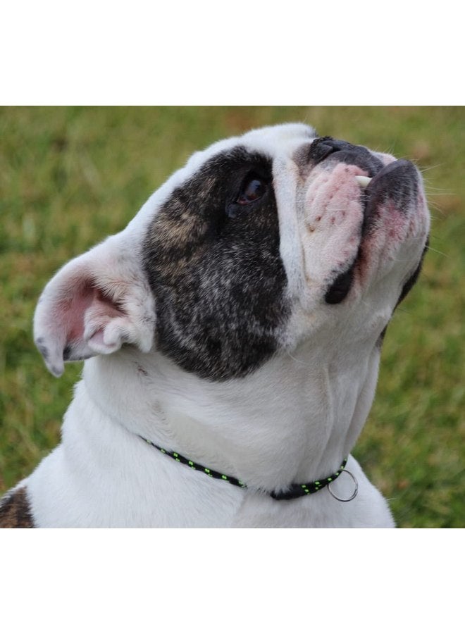 طوق تحديد هوية الكلب من National Leash Mountain Rope - Northern Lights - متوسط (14"-20") خفيف للغاية - Image 2