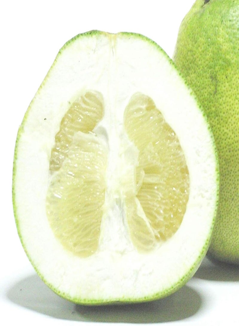 جي جوت كيس واحد من بذور الجريب فروت الطازجة المغذية العطرية الطازجة بذور نباتات منزلية للحديقة بذور البوميلو - Image 3