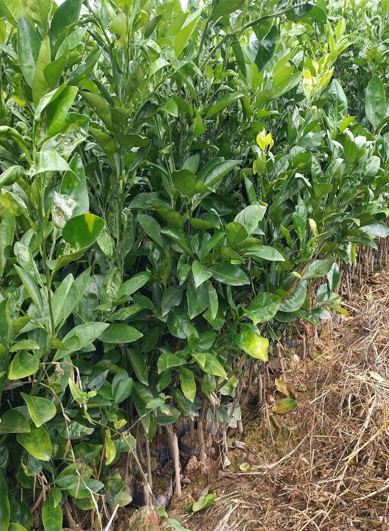 جي جوت كيس واحد من بذور الجريب فروت الطازجة المغذية العطرية الطازجة بذور نباتات منزلية للحديقة بذور البوميلو - Image 4