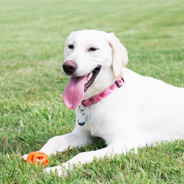 Chuckit! Air Fetch Ball Dog Toy, Extra Large (3.5 Inch Diameter), for dogs over 100 lbs - Image 2