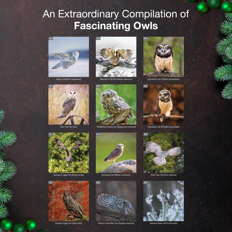 MICASA PRESS Owls 2026 Wall Calendar 12 Month | 12" x 24" Open | Thick & Sturdy Paper | Holiday Gift | Birds of Prey Animal Calendar 2026 - Image 3