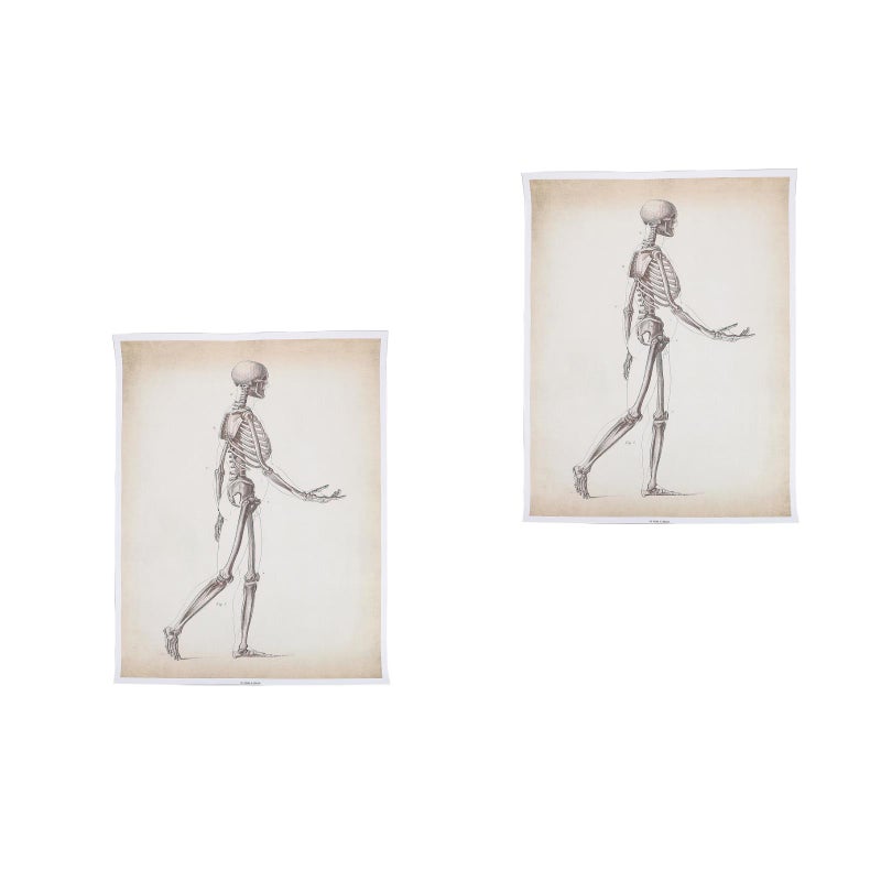 2pcs Human Anatomy Poster Skeletal System Anatomy Poster Science Chart Printed Poster - Image 1
