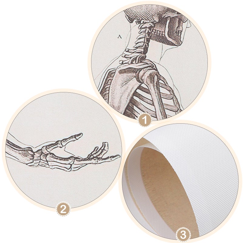 2pcs Human Anatomy Poster Skeletal System Anatomy Poster Science Chart Printed Poster - Image 5