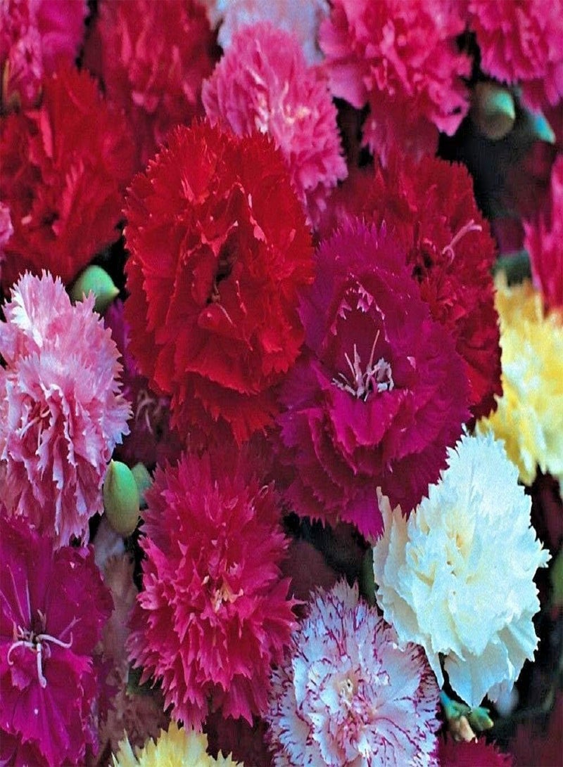 جي جوت بذور زهرة القرنفل هاردي ميكس - بذور زهرة القرنفل الكاريوفيلس هاردي ميكس، أزهار مختلطة ملونة، زراعة منزلية بواسطة هيفي تورش، 60 بذرة