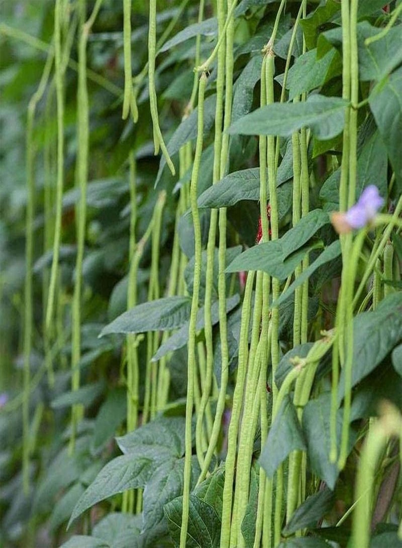 جي جوت 50 قطعة من بذور اللوبيا المزروعة في الحديقة، محبوبة من قبل عشاق البستنة، وهي واحدة من الخضراوات الخضراء الأساسية للتجمعات العائلية - Image 2