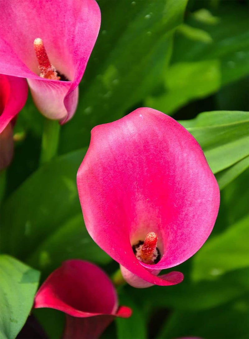 GGOOT 4pcs Calla Lily Seeds Seeds Garden Flower Seeds Perennial Heirloom Entry Level Variety Unique Cup Shaped Flowers Widely Gardening Courtyard Planting - Image 1