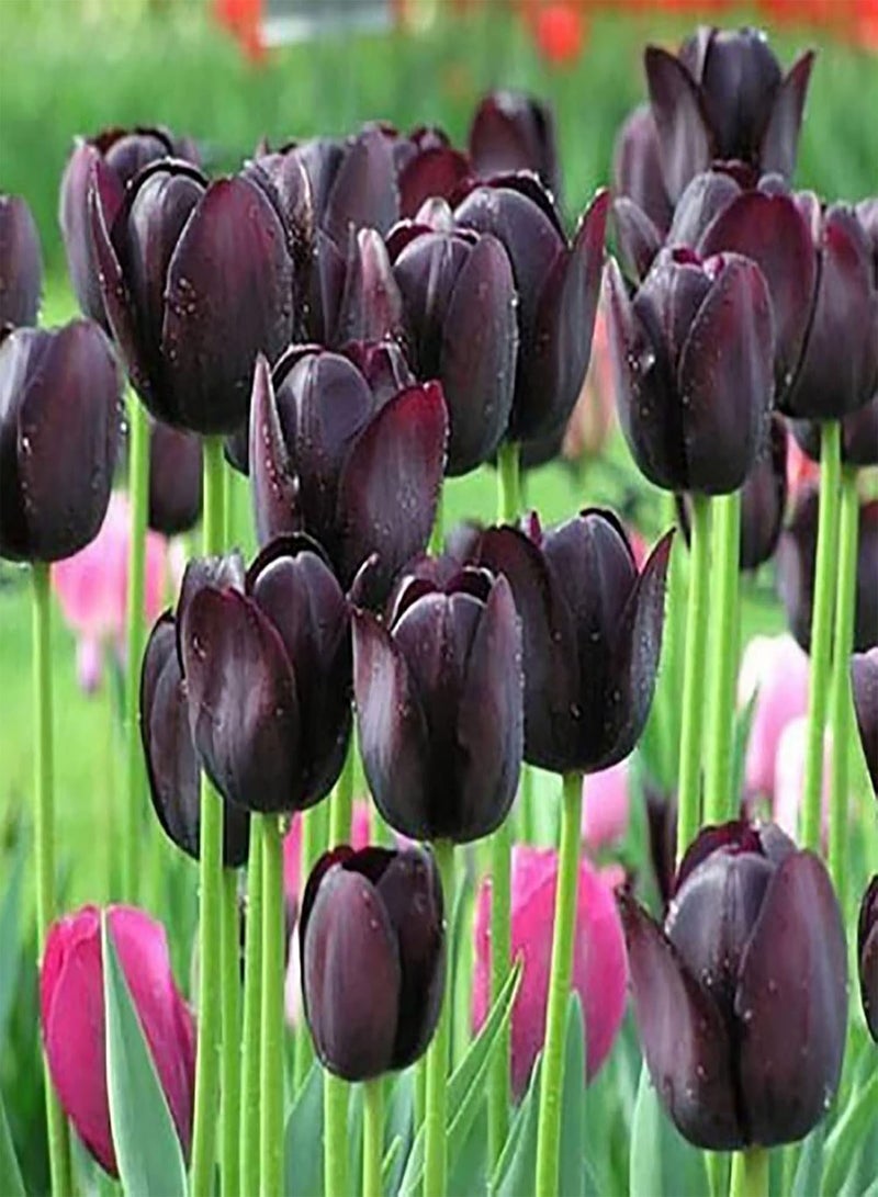 GGOOT 50Pcs Solid Colot Tulip Flower Seeds Pack | Natural Bonsai Pot Growing Seedlings for Balcony Dark Purple 1SIZE - Image 1