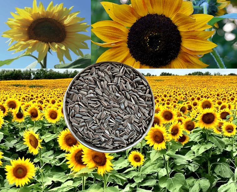 PMK Striped Sunflower Seed - 500gm, Birds Food for Conures, Lovebirds, Cockatiels, African Grey, Macaws, Cockatoo,Parakeets, Parrots and Exotic Birds Ingredients, Nutrient-Rich Birds Food - Image 3