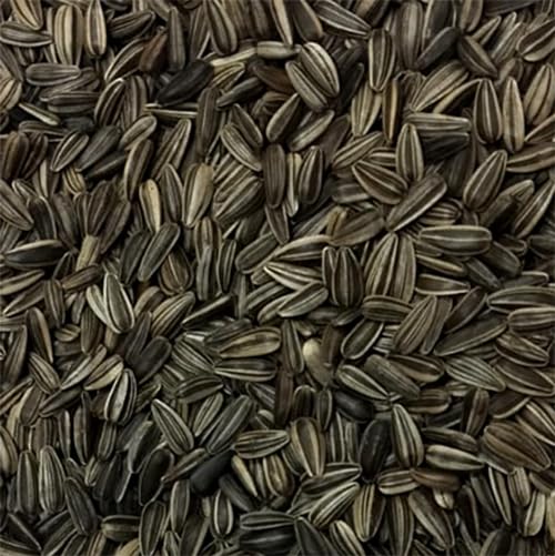 PMK Striped Sunflower Seed - 500gm, Birds Food for Conures, Lovebirds, Cockatiels, African Grey, Macaws, Cockatoo,Parakeets, Parrots and Exotic Birds Ingredients, Nutrient-Rich Birds Food - Image 5