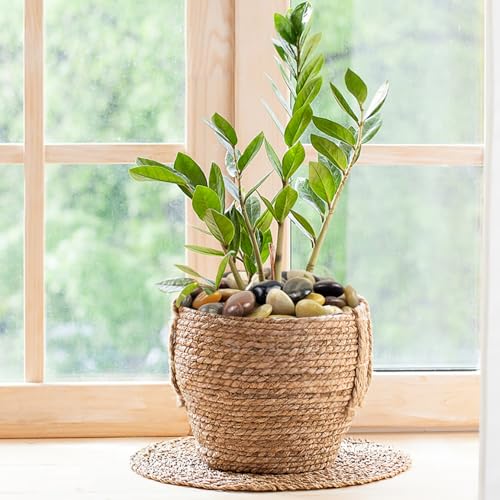 FANTIAN 5 lbs River Rocks Pebbles for Indoor Plants, Decorative Mixed Color River Rocks for Potted Plants Landscaping Fish Tank Patio Garden Vase Fountain and Outdoor Decorative Stones - Image 3