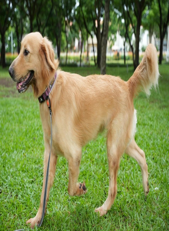 OllyDog طوق OllyDog Flagstaff العاكس المريح، طوق مبطن بالنيوبرين للكلاب، حواف عاكسة للجري الليلي، راحة إضافية للكلاب النشطة (كبير، بنقشة خشب الورد) - Image 3